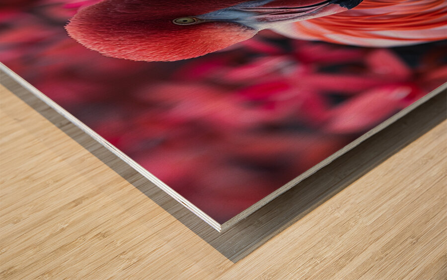 Beauty Flamingo Wood print