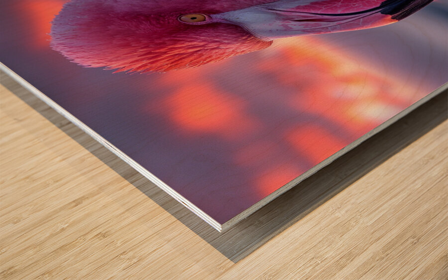 Tropical Flamingo Wood print