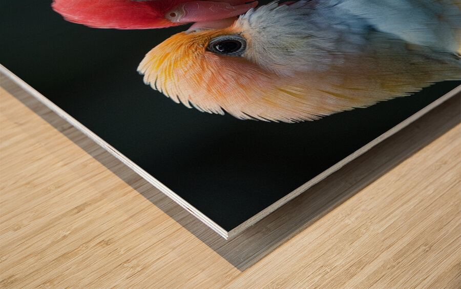 Sweet Lovebird Wood print