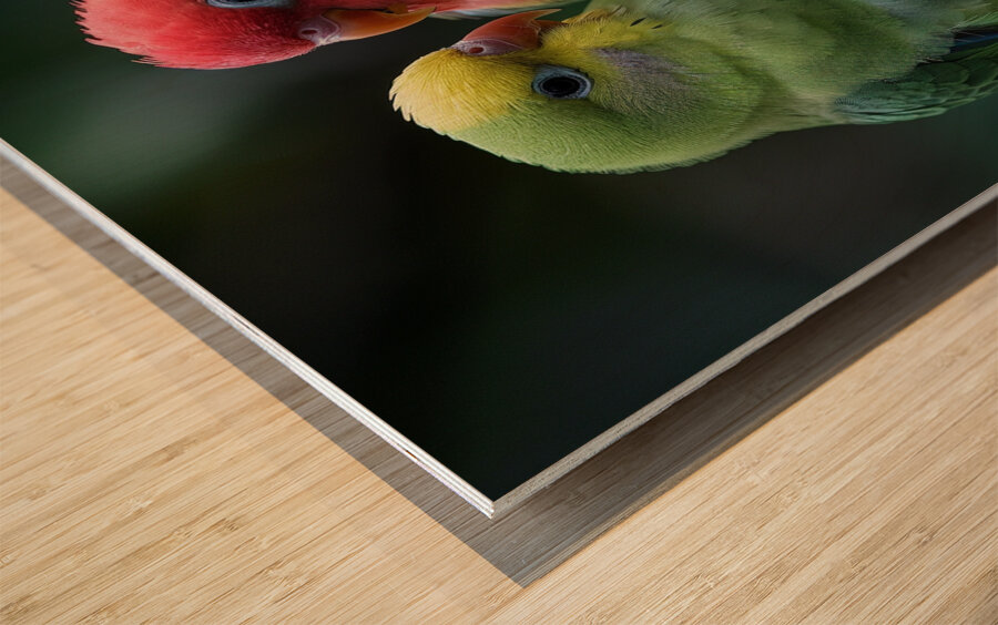 Serene Lovebird Wood print