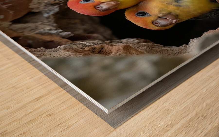 Devoted Lovebirds Wood print