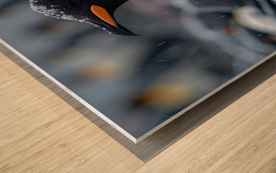 Arctic Sparkle Penguin Wood print