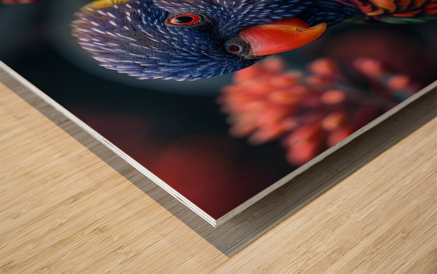 Lorikeet Bird Wood print