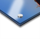 Whitefish Bay and Pleasure Craft Acrylic print