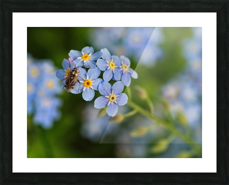insect on the blue flowers Picture Frame print