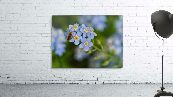 insect on the blue flowers Wall Preview