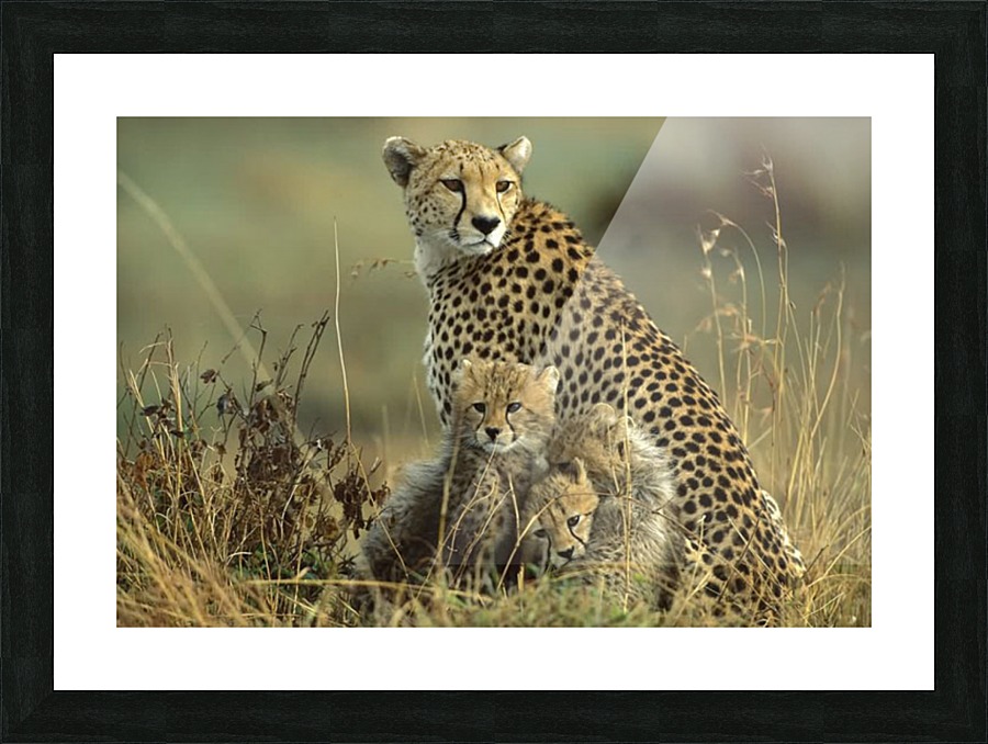 Tiger Tours Picture Frame print