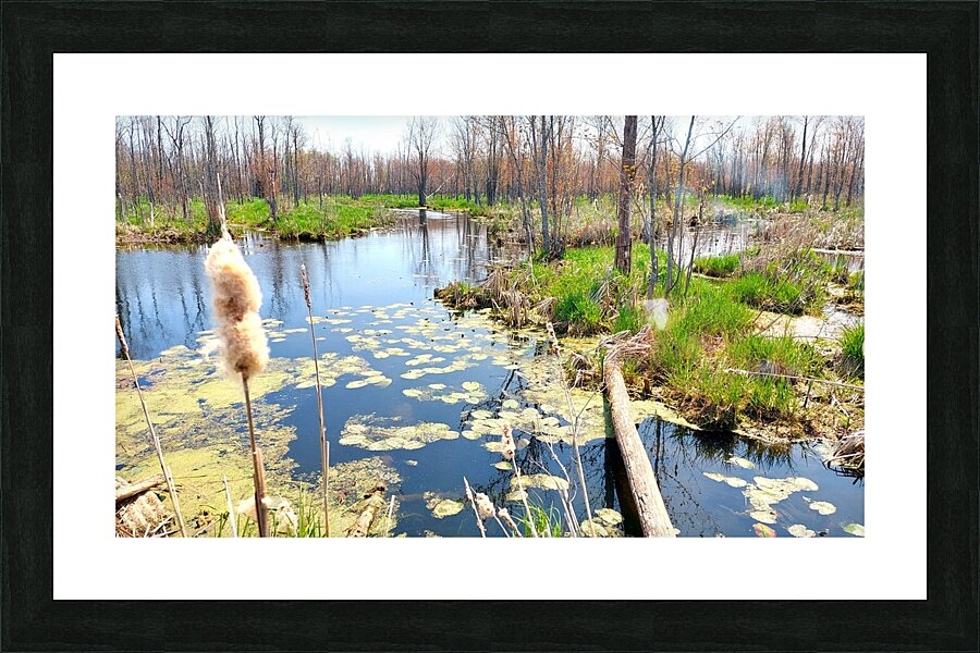 Penninsula Marsh Picture Frame print