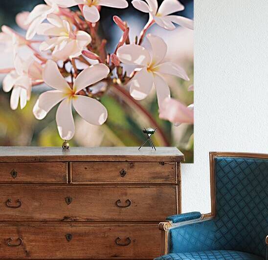 Plumerias in Morning Light  by Rod Braunthal