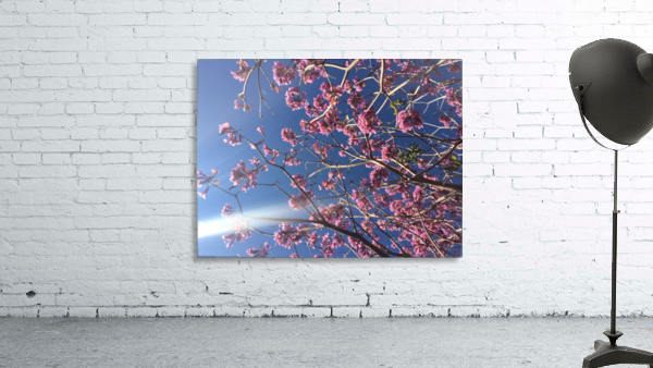 Anime cherry blossom xx Wall Preview