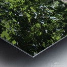IMG 1371 Metal print