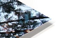 IMG 0993 HD Metal print