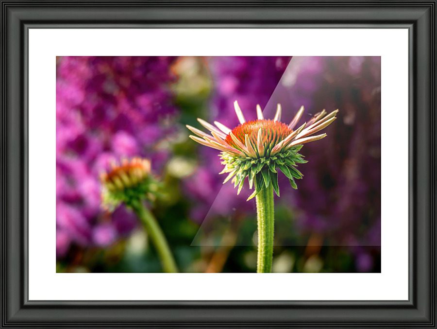 Crown Picture Frame print
