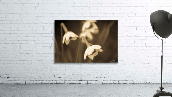 Sepia Sisters Wall Preview