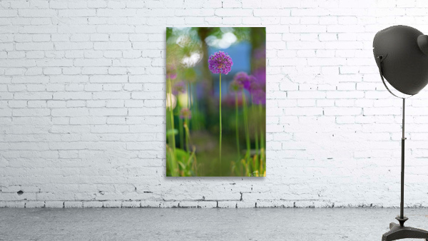 Allium Wall Preview