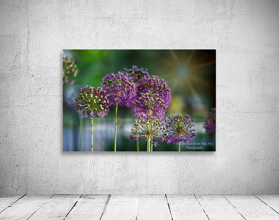 Allium Sun Wall Preview