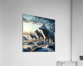 Wolf Arctic Wolf Pack Acrylic Print