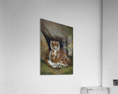 Tiger Illustration Mammal Acrylic Print
