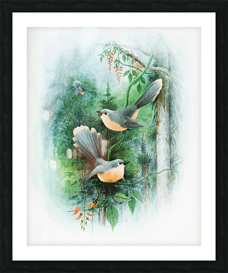 Fantail Wrens Picture Frame print