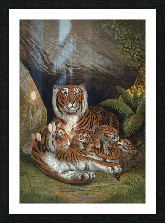 Tiger Illustration Mammal Picture Frame print