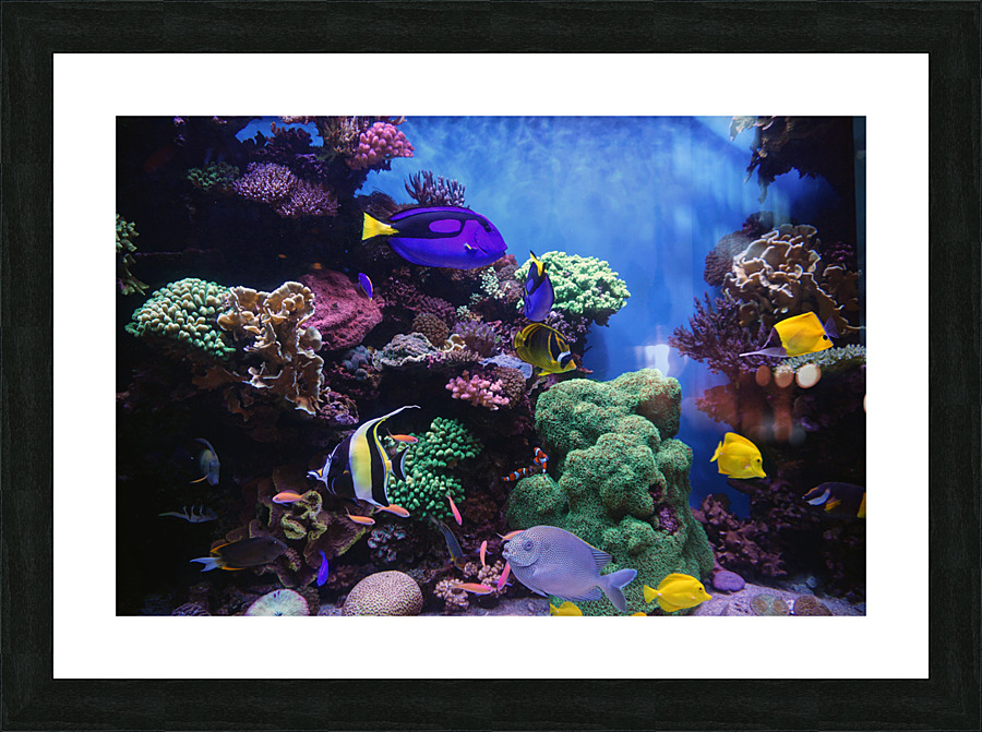 Underwater Scene  Picture Frame print