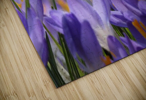 Crocus Nature Spring Bee Melds Gallery puzzle