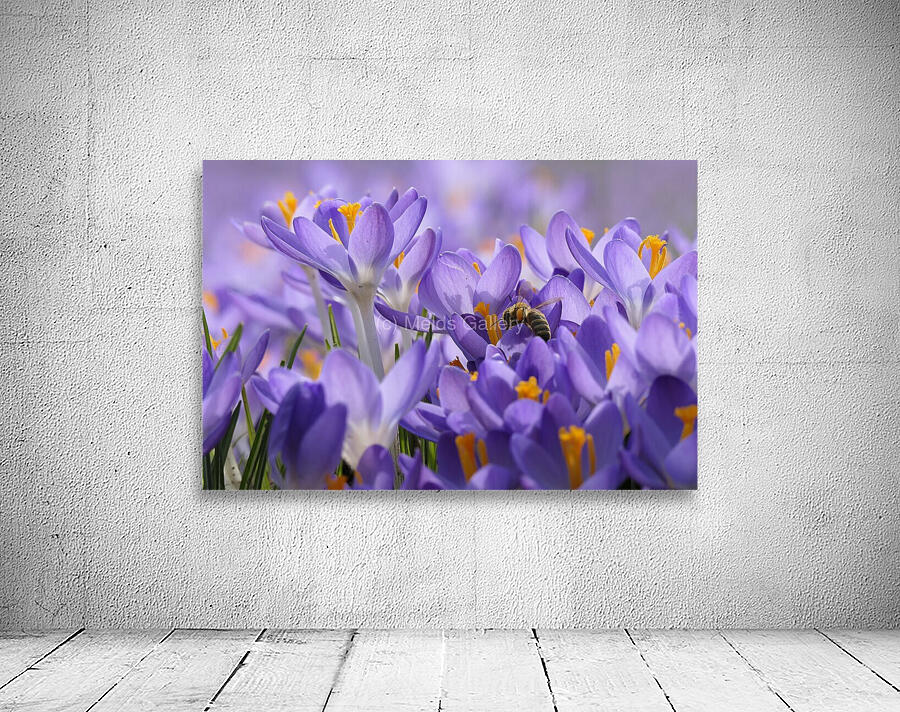 Crocus Nature Spring Bee Wall Preview