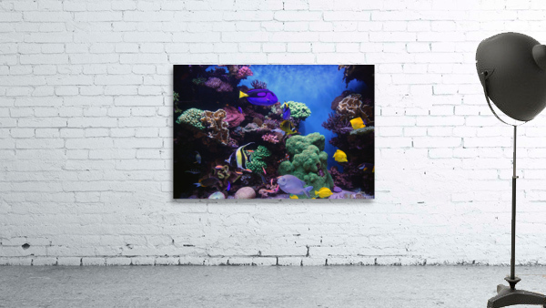 Underwater Scene  Wall Preview