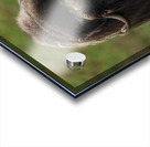 Muskox Acrylic print