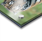 Siberian Tiger Acrylic print