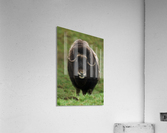 Muskox Acrylic Print