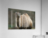 Camel Acrylic Print