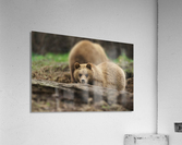 Grizzly Bear Acrylic Print