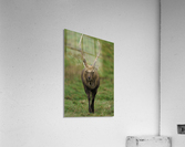 Deer Acrylic Print