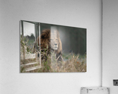 Lion Acrylic Print