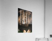 Lion Acrylic Print