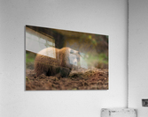 Grizzly Bear Acrylic Print