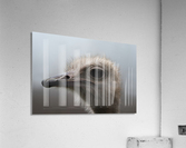 Ostrich Acrylic Print