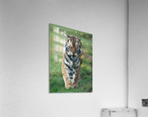 Siberian Tiger Acrylic Print