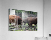 Bulls Acrylic Print