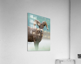 Bighorn Sheep Acrylic Print