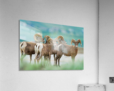 Bighorn Sheep Acrylic Print
