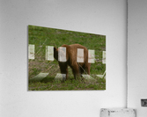Cinnamon Black Bear Acrylic Print