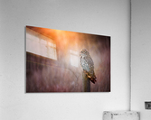 OWL Acrylic Print