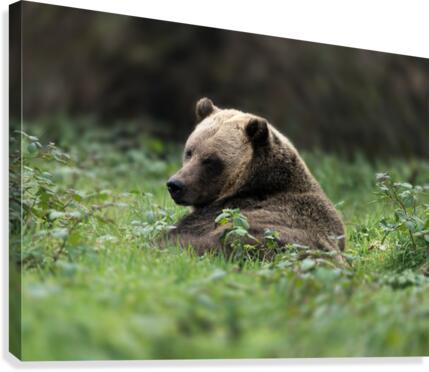 Grizzly Bear Canvas Print