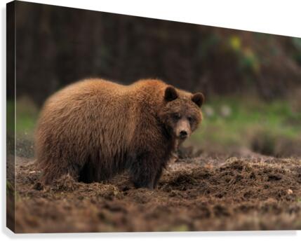 Grizzly Bear Canvas Print