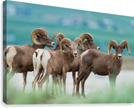 Bighorn Sheep Canvas Print