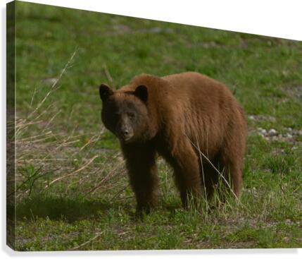 Cinnamon Black Bear Canvas Print