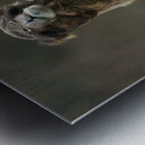 Camel Metal print