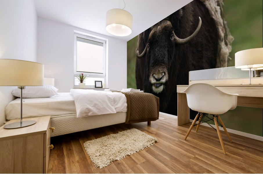 Muskox Mural print